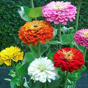 Zinnia Benary Giant Series Mix