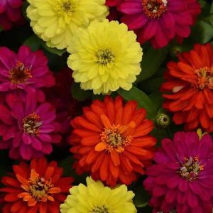 Zinnia Double Zahara Brilliant Mixture