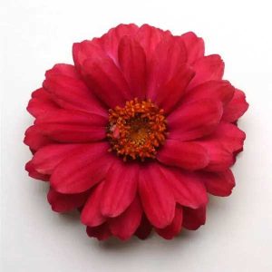 Zinnia Double Zahara Cherry