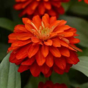 Zinnia Double Zahara Fire