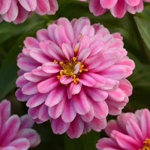 Zinnia Double Zahara Raspberry Ripple