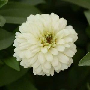 Zinnia Double Zahara White