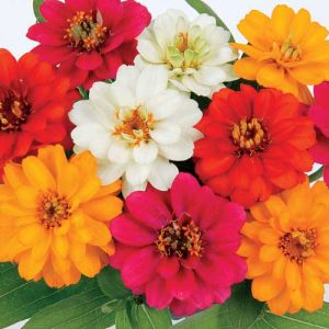 Zinnia Profusion Double Mix