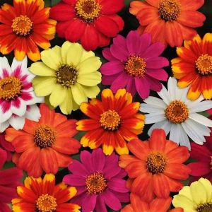 Zinnia Zahara Mixture