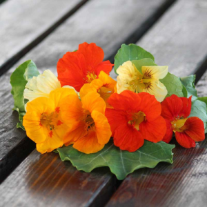 Nasturtium Jewel Mix