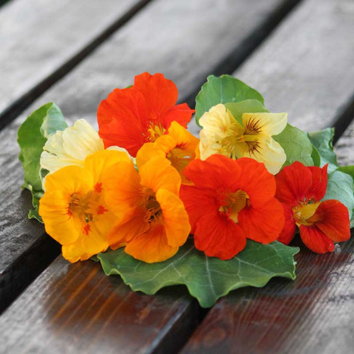 Nasturtium Planting & Growing Instructions