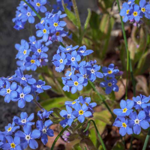 Myosotis Sylva Blue Sylva