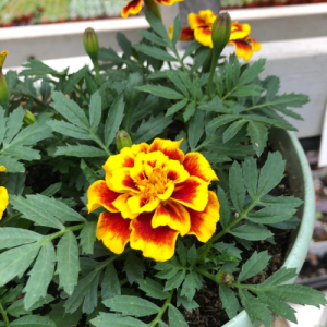 Marigold Safari Yellow Fire