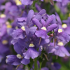 Nemesia Poetry Blue