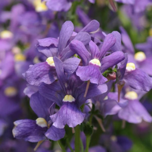 Nemesia Planting & Growing Instructions