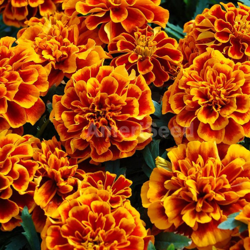Marigold Chica Flame