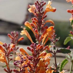 Agastache Arizona Mix