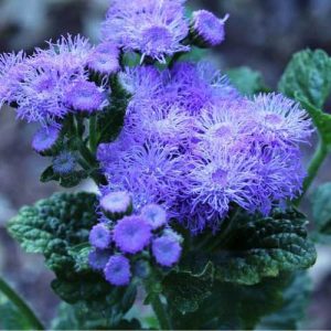 Ageratum Blue Horizon