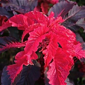 Amaranthus Early Splendor