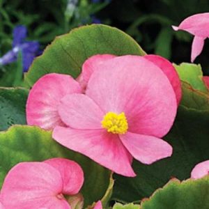 Begonia Bada Bing Pink