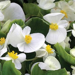 Begonia Bada Bing White