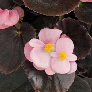 Begonia Cocktail Brandy