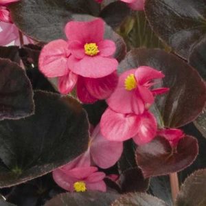 Begonia Cocktail Tequila