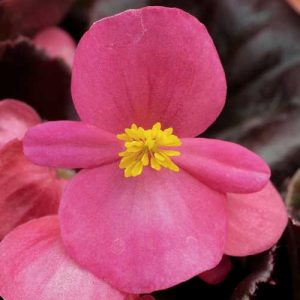 Begonia Eureka Rose Bronze Leaf