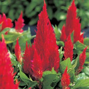 Celosia Castle Scarlet