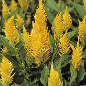 Celosia Castle Yellow