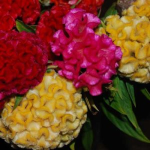 Celosia Chief Mix