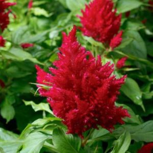 Celosia Clamma Rose