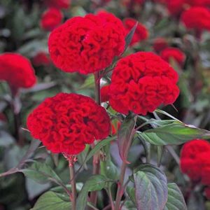 Celosia Kurume New Scarlet