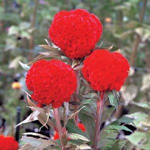 Celosia Kurume Orange Red