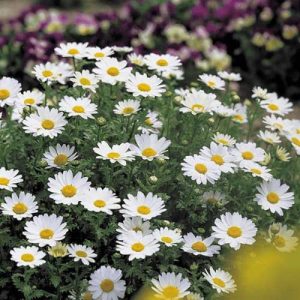 Chrysanthe-mum Snowland