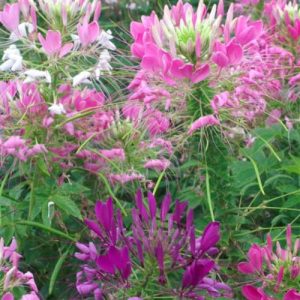 Cleome Queen Mix