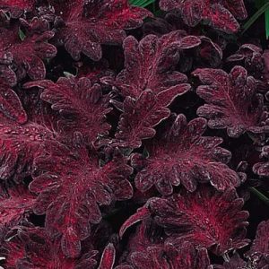 Coleus Dragon Black