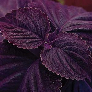 Coleus Giant Exhibition Palisandra