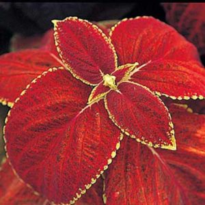 Coleus Giant Exhibition Rustic Red