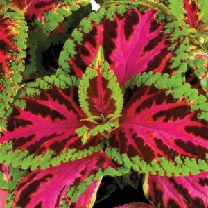 Coleus Rainbow Color Pride