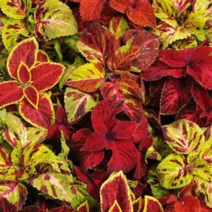 Coleus Wizard Select Mix