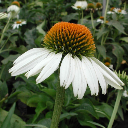 Echinacea White Swan