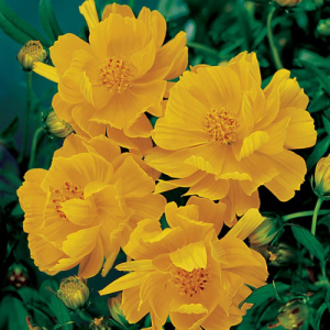 Cosmos Cosmic Yellow