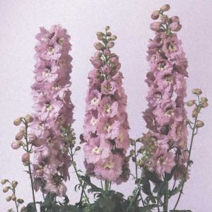 Delphinium Magic Fountains Cherry Blossom White Bee