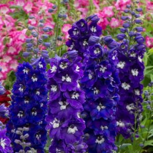 Delphinium Magic Fountains Dark Blue White Bee