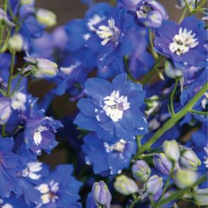 Delphinium Magic Fountains Mid Blue White Bee