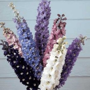 Delphinium Magic Fountains Mix