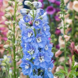 Delphinium Magic Fountains Sky Blue White Bee