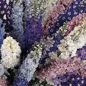 Delphinium Pacific Giants Mix