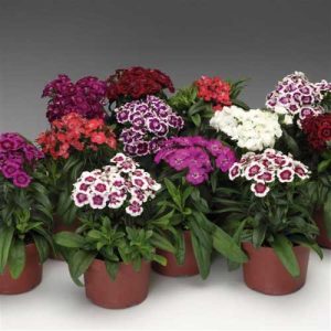 Dianthus Barbarini Mix