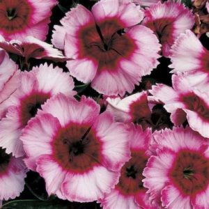 Dianthus Super Parfait Raspberry