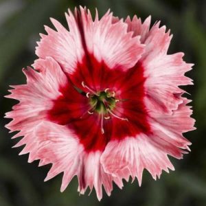 Dianthus Super Parfait Strawberry