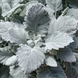 Dusty Miller Cirrus