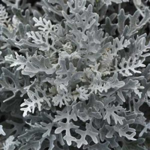 Dusty Miller Silverdust