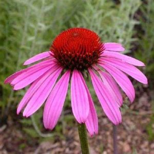 Echinacea Ruby Star